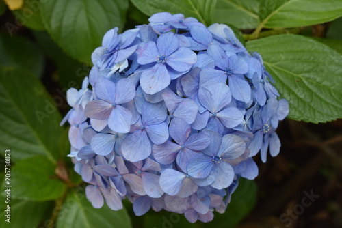 青い紫陽花