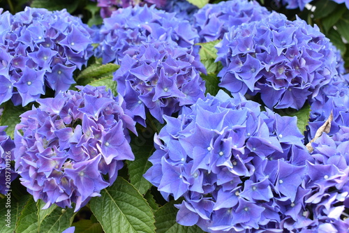 紫陽花