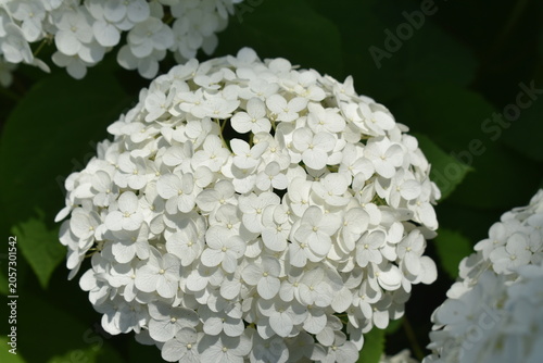 白い紫陽花