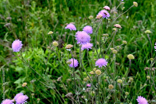Tableau sur toile Field scabious, .Knautia arvensis flowers closeup selective focus