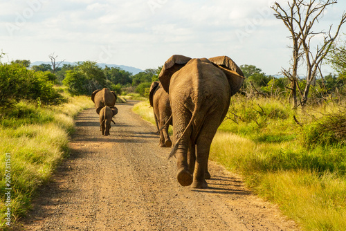 Photography Elephants in the Paul Kruger National Park