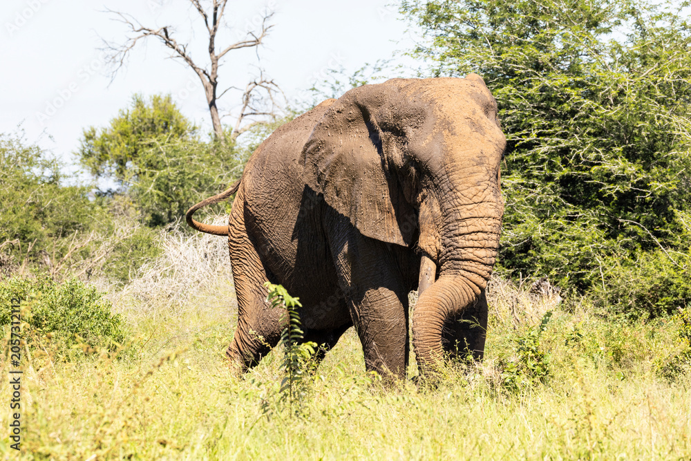 Fototapeta premium Elephants in the Paul Kruger National Park