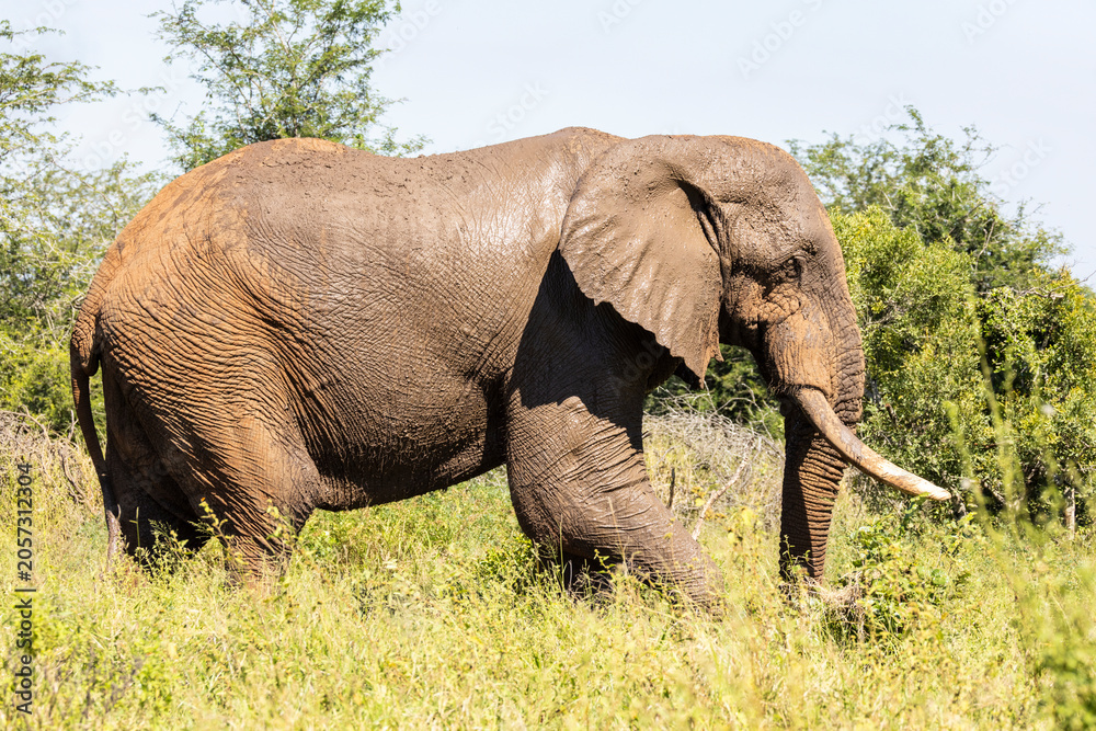Obraz premium Elephants in the Paul Kruger National Park