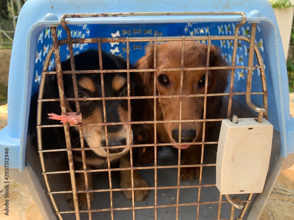 © Arlina Elsiska - Two adorable dachshund dogs inside a pet carrier in Jakarta, Indonesia, looking curious and hopeful. Close-up front view with eye focus, ideal for pet care, adoption, travel, rescue, companionship the