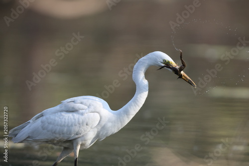 Foto Great egret (Ardea alba) is eating frog