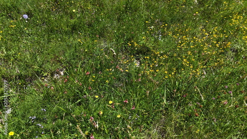 Foto Primo piano di un prato naturale con erba verde e piccoli fiori selvatici gialli