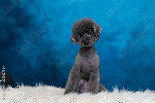 Expressive Close-Up Portrait of Fluffy Grey Curly Toy Poodle