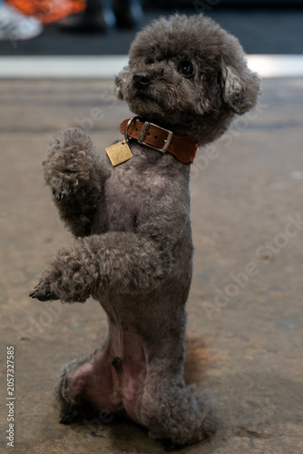Expressive Close-Up Portrait of Fluffy Grey Curly Toy Poodle