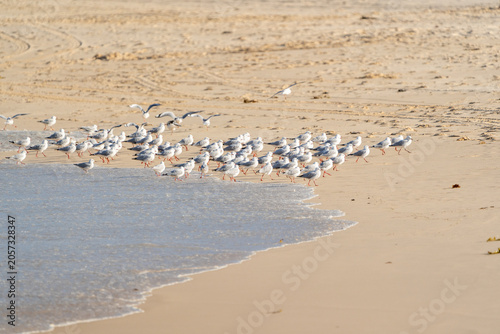 Large flock of seagulls gathering on a sandy beach.