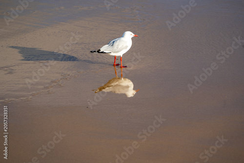 Single seagull standing on wet sand with perfect reflection.