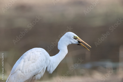 Photos Great egret (Ardea alba) is eating frog