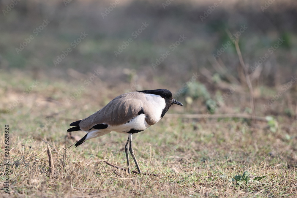 Obraz premium The river lapwing (Vanellus duvaucelii) is a lapwing species which breeds from the Indian subcontinent eastwards to Southeast Asia.