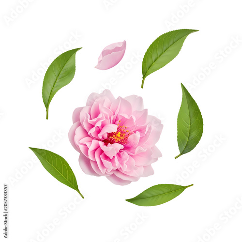 Beautiful delicate light pink camellia flower surrounded by vibrant green tea leaves and a single floating petal on a clean white background created with realistic digital art design style techniques.
