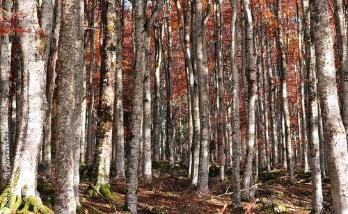 The golden rustle of dry leaves in the silence of the autumn woods