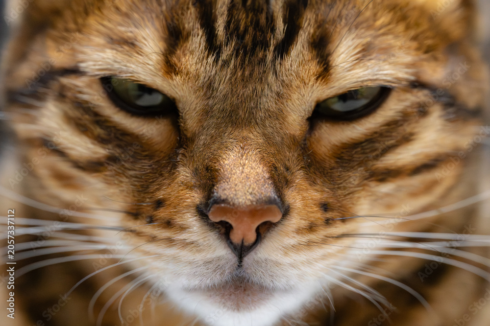 Fototapeta premium 見つめる家猫（ベンガルキャット）