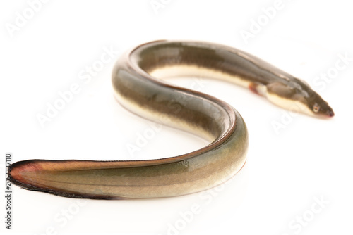 Canvas Print Live Eel Growing in Shanghai River
