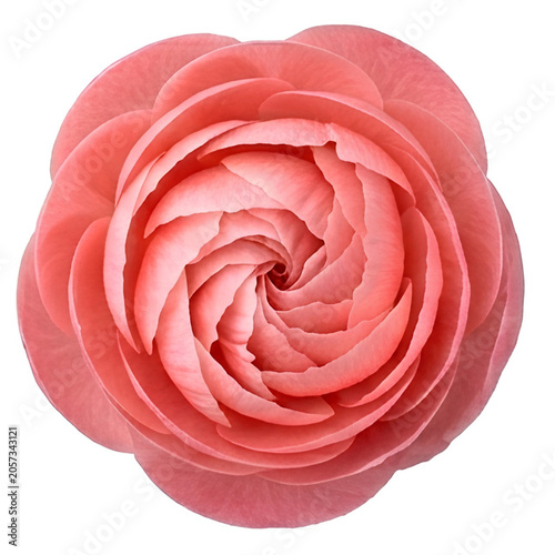 cute pink peony flower isolated PNG on transparent background