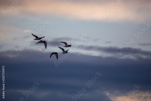 Photography Oystercatchers in Flight at Dusk