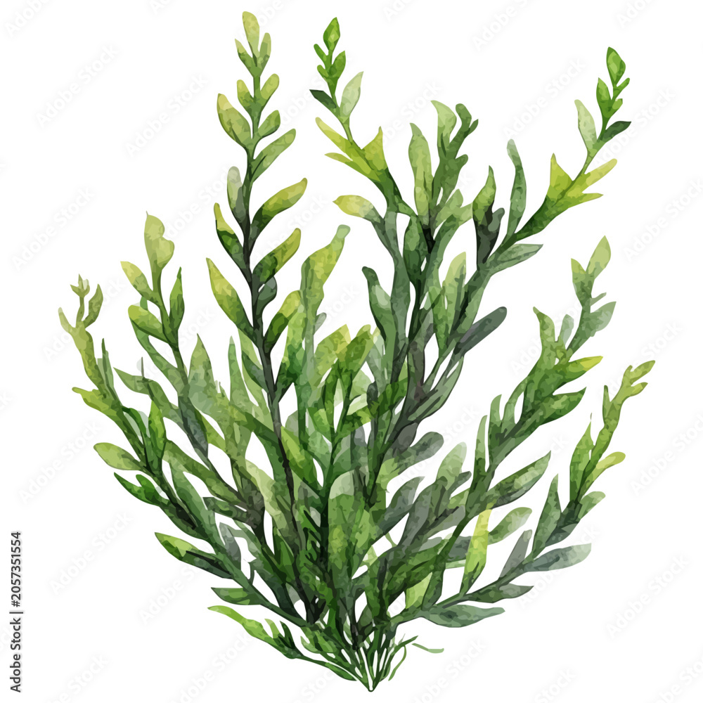 Fototapeta premium Elodea, elegant watercolor vector illustration, isolated on a white background.