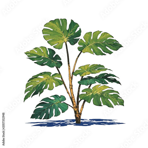 Tropical Monstera Plant Isolated on Transparent Background with Large Green Leaves