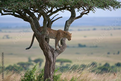 lepard