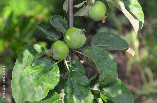 Apple tree branch with green young apple fruits and leaves. Nature, ,summer,growing apple tree, concept.
