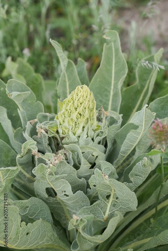 Closeup on an emerging flower of large green Mullein Verbascum speciosum in North Bulgaria