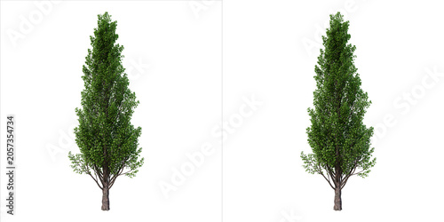 Foto Two identical tall green deciduous trees with slender trunks and lush foliage, p