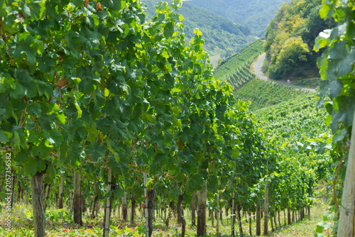 Traditioneller Weinbau in einer sonnigen Steillage auf  einen gewundenen Wirtschaftsweg  an der Ahr
