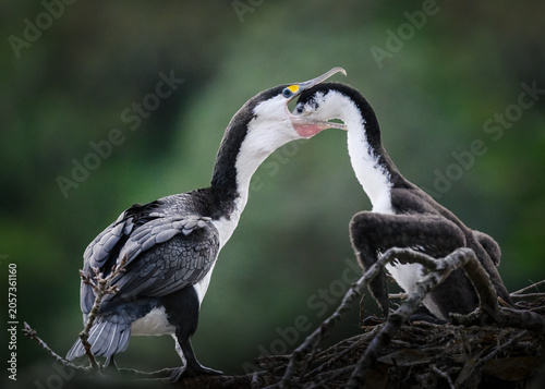 Schilderij op canvas Pied shag chick thrusts its head down to parent’s throat to retrieve the food