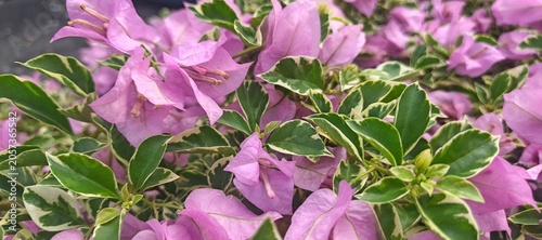 Close Up of Colorful Bougainvillea Blossoms and Variegated Green Leaves