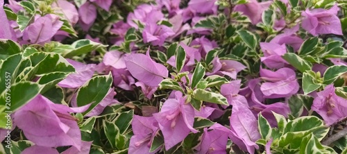 Close Up of Colorful Bougainvillea Blossoms and Variegated Green Leaves