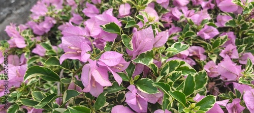 Beautiful Ornamental Bougainvillea Plant with Pink Flowers
