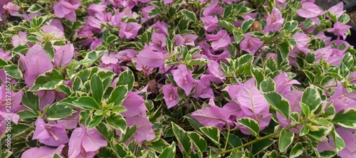 Beautiful Ornamental Bougainvillea Plant with Pink Flowers