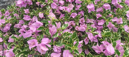 Beautiful Ornamental Bougainvillea Plant with Pink Flowers