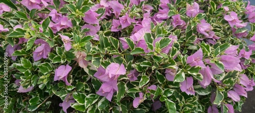 Tropical Floral Background with Pink Bougainvillea Bloom