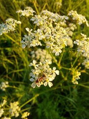 Detailed macro photograph of a reddish-brown ant crawling on a delicate cluster of white cow parsley (Queen Anne's lace) flowers. 