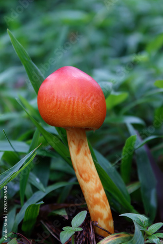 Amanita jacksonii, one of the most beautiful and deadly mushroom.