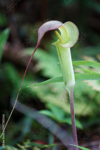 Arisaema kerrii Craib, tuberous geophyte and grows primarily in the subtropical biome.