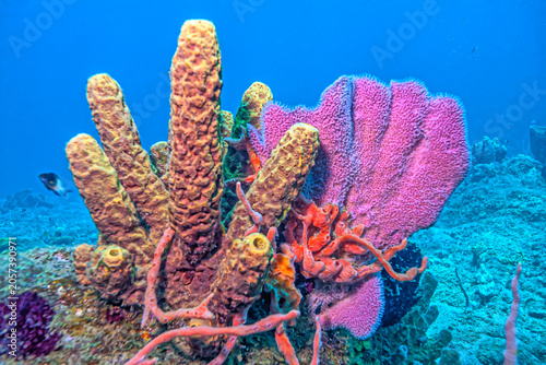 Caribbean coral garden, underwater Dominica