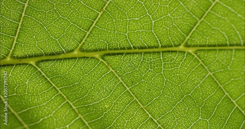 Green leaf texture. Natural texture plant nutrition web close up. Green flora background.