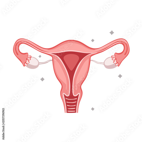 Pink uterus anatomy vector illustration