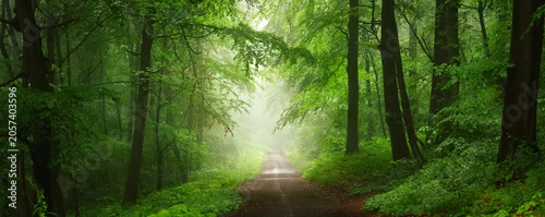 Panel kuchenny z motywem Picturesque dreamy scenery with fog in a green forest. A pleasant panoramic landscape with freshness, depth and majestic beauty
