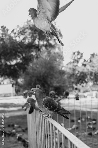 Vol de pigeon