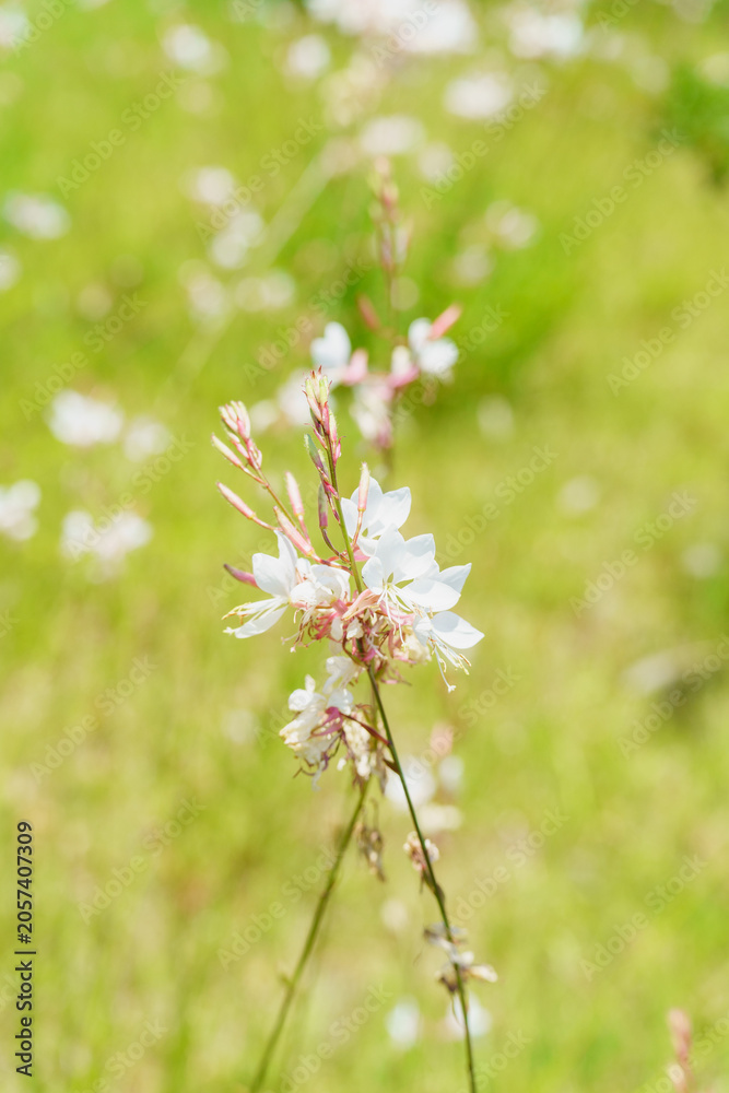 Fototapeta premium ガウラの花