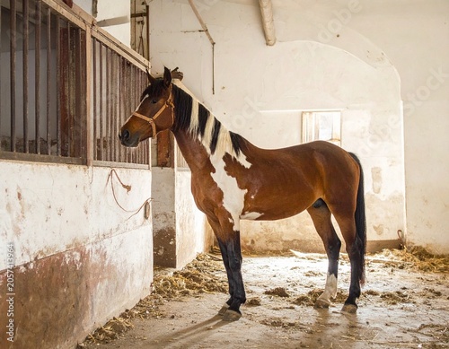 Horse in a stable, warm light