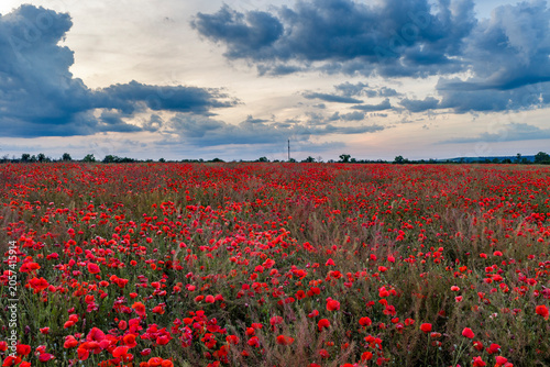Dramatic Storm Clouds Over Blooming Red Poppy Field at Sunset in Rural Countryside