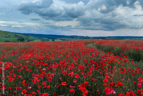 Sea of Wild Red Poppies Under Dramatic Summer Clouds