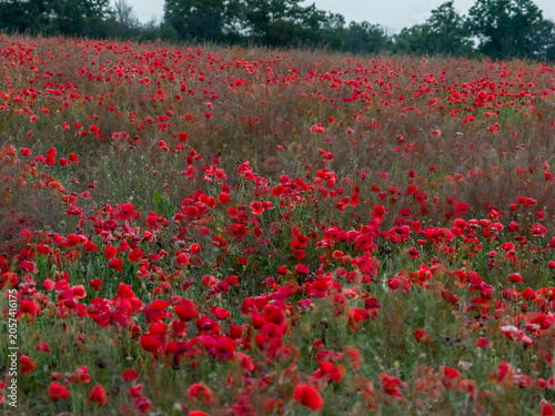 Wild Red Poppies Blooming in a Natural Meadow
