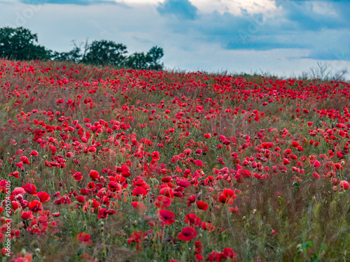 Wild Red Poppies Covering a Meadow Under Evening Sky